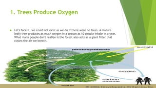 1. Trees Produce Oxygen
 Let's face it, we could not exist as we do if there were no trees. A mature
leafy tree produces as much oxygen in a season as 10 people inhale in a year.
What many people don't realize is the forest also acts as a giant filter that
cleans the air we breath.
 