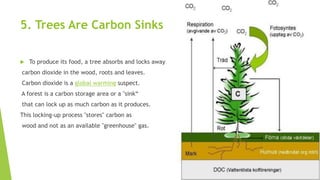 5. Trees Are Carbon Sinks
 To produce its food, a tree absorbs and locks away
carbon dioxide in the wood, roots and leaves.
Carbon dioxide is a global warming suspect.
A forest is a carbon storage area or a "sink“
that can lock up as much carbon as it produces.
This locking-up process "stores" carbon as
wood and not as an available "greenhouse" gas.
 