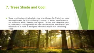 7. Trees Shade and Cool
 Shade resulting in cooling is what a tree is best known for. Shade from trees
reduces the need for air conditioning in summer. In winter, trees break the
force of winter winds, lowering heating costs. Studies have shown that parts
of cities without cooling shade from trees can literally be "heat islands" with
temperatures as much as 12 degrees Fahrenheit higher than surrounding
areas.
 