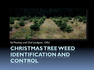 Ed Peachey and Chal Landgren, OSU

CHRISTMAS TREE WEED
IDENTIFICATION AND
CONTROL
 