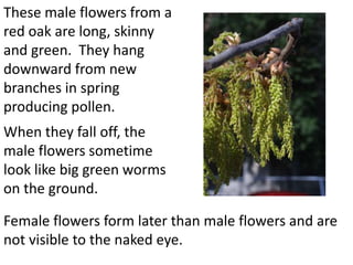 These male flowers from a
red oak are long, skinny
and green. They hang
downward from new
branches in spring
producing pollen.
When they fall off, the
male flowers sometime
look like big green worms
on the ground.

Female flowers form later than male flowers and are
not visible to the naked eye.
 