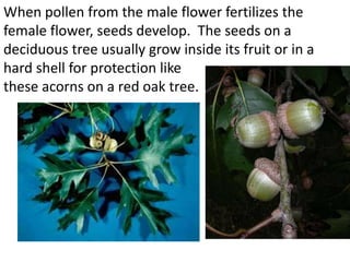 When pollen from the male flower fertilizes the
female flower, seeds develop. The seeds on a
deciduous tree usually grow inside its fruit or in a
hard shell for protection like
these acorns on a red oak tree.
 
