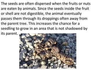The seeds are often dispersed when the fruits or nuts
are eaten by animals. Since the seeds inside the fruit
or shell are not digestible, the animal eventually
passes them through its droppings often away from
the parent tree. This increases the chance for a
seedling to grow in an area that is not shadowed by
its parent.
 