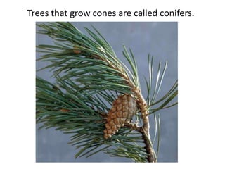 Trees that grow cones are called conifers.
 