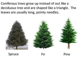 Coniferous trees grow up instead of out like a
deciduous tree and are shaped like a triangle. The
leaves are usually long, pointy needles.




     Spruce               Fir            Pine
 