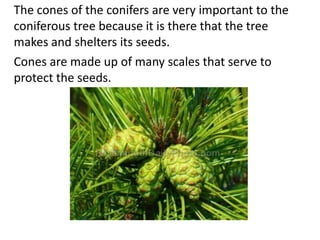 The cones of the conifers are very important to the
coniferous tree because it is there that the tree
makes and shelters its seeds.
Cones are made up of many scales that serve to
protect the seeds.
 
