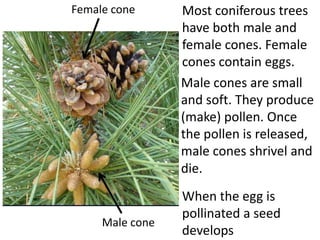 Female cone      Most coniferous trees
                 have both male and
                 female cones. Female
                 cones contain eggs.
                 Male cones are small
                 and soft. They produce
                 (make) pollen. Once
                 the pollen is
                 released, male cones
                 shrivel and die.  
                 When the egg is
                 pollinated a seed
     Male cone
                 develops
 
