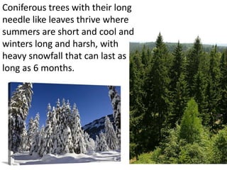 Coniferous trees with their long
needle like leaves thrive where
summers are short and cool and
winters long and harsh, with
heavy snowfall that can last as
long as 6 months.
 