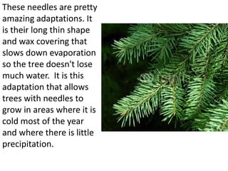 These needles are pretty
amazing adaptations. It
is their long thin shape
and wax covering that
slows down evaporation
so the tree doesn't lose
much water. It is this
adaptation that allows
trees with needles to
grow in areas where it is
cold most of the year
and where there is little
precipitation.
 