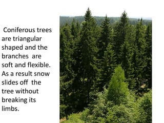 Coniferous trees
are triangular
shaped and the
branches are
soft and flexible.
As a result snow
slides off the
tree without
breaking its
limbs.
 