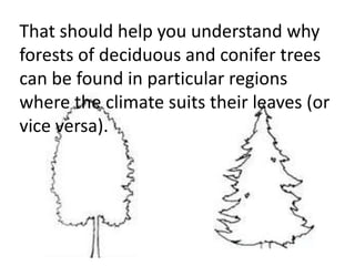 This presentation may help you
understand why forests of deciduous
and conifer trees are found in particular
regions where the climate suits their
leaves (or vice versa).
 
