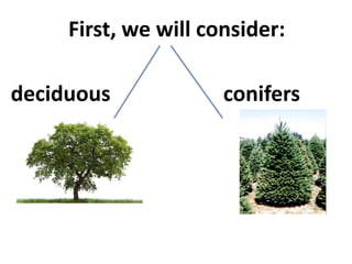 First, we will consider:

deciduous             conifers
 