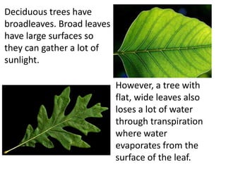 Deciduous trees have
broadleaves. Broad leaves
have large surfaces so
they can gather a lot of
sunlight.

                            However, a tree with
                            flat, wide leaves also
                            loses a lot of water
                            through transpiration
                            where water
                            evaporates from the
                            surface of the leaf.
 