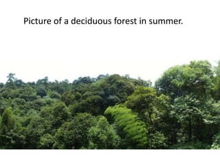Picture of a deciduous forest in summer.
 