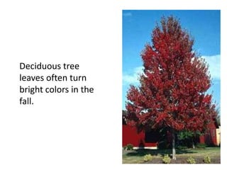 Deciduous tree
leaves often turn
bright colors in the
fall.
 