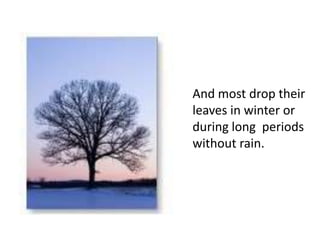 And most drop their
leaves in winter or
during long periods
without rain.
 