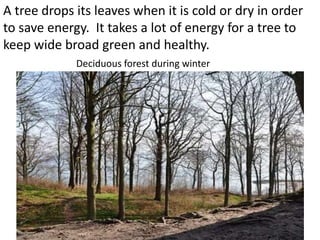 A tree drops its leaves when it is cold or dry in order
to save energy. It takes a lot of energy for a tree to
keep wide broad green and healthy.
             Deciduous forest during winter
 