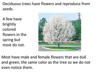 Deciduous trees have flowers and reproduce from
seeds.

A few have
brightly
colored
flowers in the
spring but
most do not.

Most have male and female flowers that are dull
and green, the same color as the tree so we do not
even notice them.
 