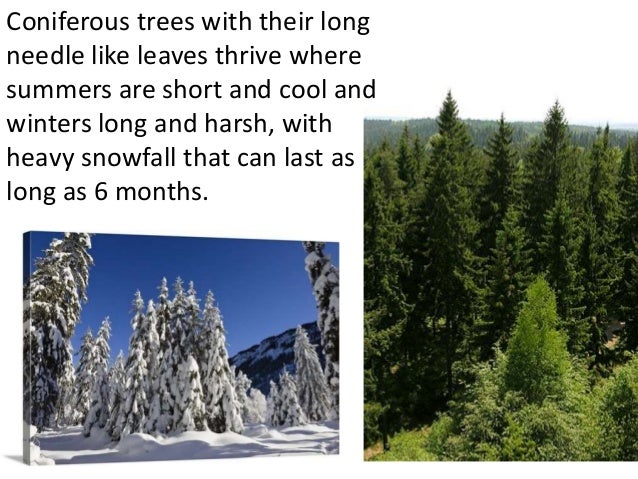 Coniferous Forest Facts For Kids | Kids Matttroy