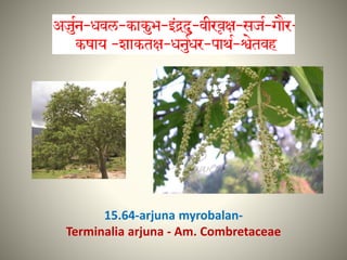 15.64-arjuna myrobalan-
Terminalia arjuna - Am. Combretaceae
 