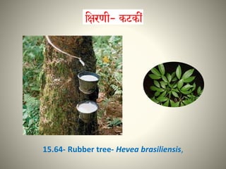 15.64- Rubber tree- Hevea brasiliensis,
 
