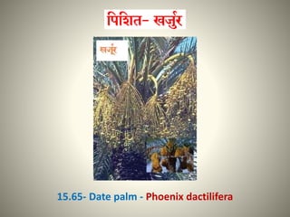 15.65- Date palm - Phoenix dactilifera
 
