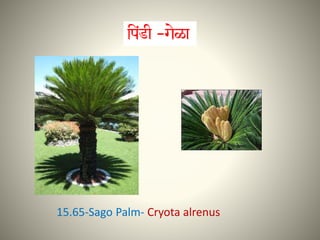 15.65-Sago Palm- Cryota alrenus
 