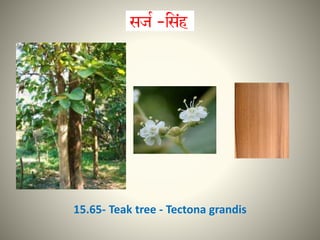 15.65- Teak tree - Tectona grandis
 
