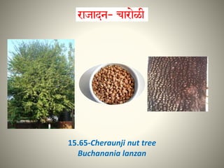 15.65-Cheraunji nut tree
Buchanania lanzan
 