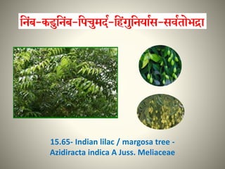 15.65- Indian lilac / margosa tree -
Azidiracta indica A Juss. Meliaceae
 
