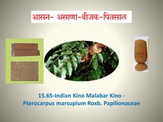 15.65-Indian Kino Malabar Kino -
Pterocarpus marsupium Roxb. Papilionaceae
 