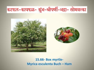 15.66- Box myrtle-
Myrica esculenta Buch – Ham
)
 