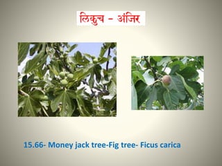 15.66- Money jack tree-Fig tree- Ficus carica
 