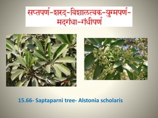 15.66- Saptaparni tree- Alstonia scholaris
 