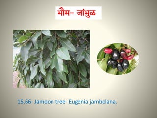 15.66- Jamoon tree- Eugenia jambolana.
 