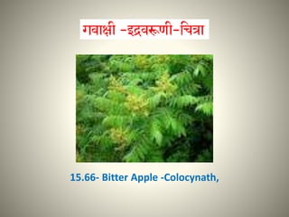 15.66- Bitter Apple -Colocynath,
 