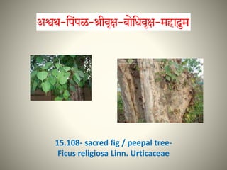 15.108- sacred fig / peepal tree-
Ficus religiosa Linn. Urticaceae
 