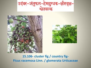 15.106- cluster fig / country fig-
Ficus racemosa Linn. / glomerata Urticaceae
 