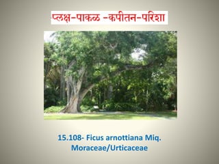 15.108- Ficus arnottiana Miq.
Moraceae/Urticaceae
 