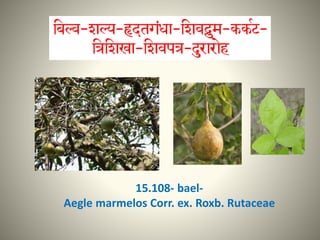 15.108- bael-
Aegle marmelos Corr. ex. Roxb. Rutaceae
 