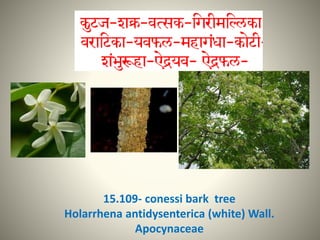 15.109- conessi bark tree
Holarrhena antidysenterica (white) Wall.
Apocynaceae
 