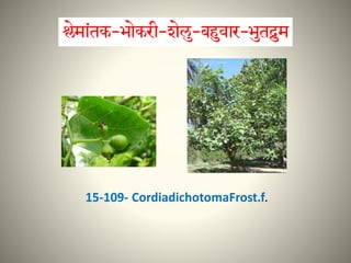 15-109- CordiadichotomaFrost.f.
 