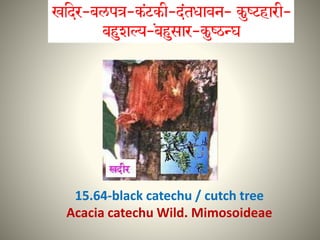 15.64-black catechu / cutch tree
Acacia catechu Wild. Mimosoideae
 