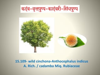 15.109- wild cinchona-Anthocephalus indicus
A. Rich. / cadamba Miq. Rubiaceae
 