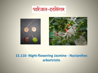 15.110- Night-flowering Jasmine - Nyctanthes
arbortristis
 