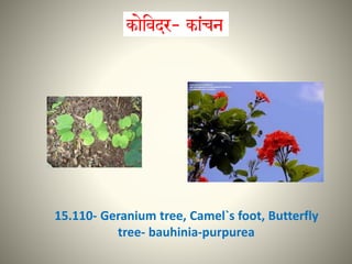15.110- Geranium tree, Camel`s foot, Butterfly
tree- bauhinia-purpurea
 