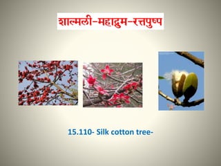 15.110- Silk cotton tree-
 