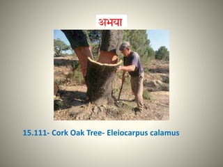 15.111- Cork Oak Tree- Eleiocarpus calamus
 