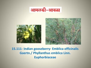 15.111- Indian gooseberry- Emblica officinalis
Gaertn./ Phyllanthus emblica Linn.
Euphorbiaceae
 