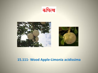 15.111- Wood Apple-Limonia acidissima
 